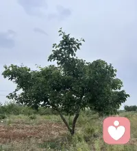 父亲，是孩子心中那棵沉默的大树。
童年时，他的肩膀是最高的瞭望塔，替我们挡住所有的风雨；长大后，他深扎的根系，教会我们什么是坚韧与担当。岁月染白了他的枝叶，却从未改变守望的姿态。他不言不语，却用一生的挺拔，撑起了我们心底最踏实的安全感。配图