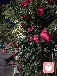 即使最幸福的婚姻，一生中也有200次想离婚的念头，和50次想掐死对方的冲动。
杨绛先生说过：
“我动了离婚的念头，原因很简单，
不是因为你穷，而是你改不了，我也忍不了。
一生太漫长，太难熬了。
我没有大手大脚花你的钱，我处处为你着想，
你却让我觉得，我是这个世上很糟糕的女人。
从满心欢喜到彻底绝望，
你已经把我所有的热情消耗殆尽了。”配图