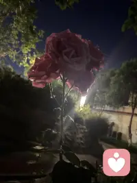 男人提出离婚，往往是他已不喜欢妻子；
女人提出离婚，往往是丈夫已不喜欢她。

女人离婚前觉得自己是红酒，有好男人品；
离婚后才知道自己是板蓝根，有病的人才喝。配图