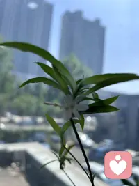 财发狠心人，情困心软人。
无心可破情局，无情可破全局。
做人，该心软时柔软，该心狠时坚决，
不困于情，不乱于心，方能活得清醒又强大。配图