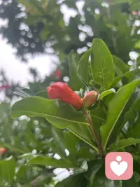种下什么因，就会收获什么果！
此规律，适用于万事万物！配图