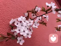 人生最好的状态：往事不回头，往后不将就。那些困住你的情绪、解不开的心结，终会慢慢释怀。不必勉强自己迎合谁，往后余生，忠于内心，好好爱自己。配图