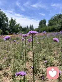 婚姻是爱情的坟墓，但是没有婚姻，爱情将死无葬身之地。
婚姻的银行需要双方共同向里面存款，才能持久的运行下去。
婚姻是需要经营才会更好的！配图