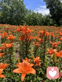 不用锦衣玉食，不用高官厚禄。
家里有爱、有暖、有包容；
做人有德、有善、有担当；
遇事不争、不怨、不内耗。
这就是最顶级、最能兴旺三代的好家风。配图