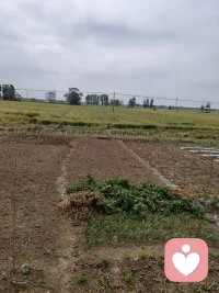 今天心情很好，因为天晴了。友友们在干吗？配图