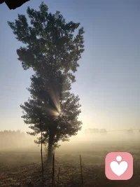 早起撞见了光，穿过树缝，落在身上，暖乎乎的。
原来平凡的早晨，也藏着治愈人心的瞬间。配图