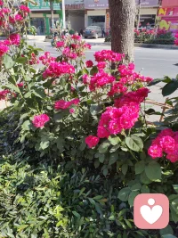 “路过街角，撞见这一丛热烈盛放的花。
它们不管身后的车水马龙，只是安安静静地开着，把阳光和心事都揉进花瓣里。
就像我做倾听师的初衷——不用急着解决问题，不用怕被评判，你也可以在这里，像花儿一样，慢慢舒展、慢慢释放。
你的情绪，值得被温柔接住。💛”配图