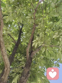 树叶会慢慢舒展，心事也会慢慢被听见。
不用急着解决所有问题，也不用急着“好起来”。
我会陪着你，像树陪着阳光一样，慢慢等，慢慢听，慢慢变好。配图