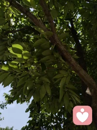 树叶会慢慢舒展，心事也会慢慢被听见。
不用急着解决所有问题，也不用急着“好起来”。
我会陪着你，像树陪着阳光一样，慢慢等，慢慢听，慢慢变好。配图