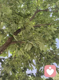 树叶会慢慢舒展，心事也会慢慢被听见。
不用急着解决所有问题，也不用急着“好起来”。
我会陪着你，像树陪着阳光一样，慢慢等，慢慢听，慢慢变好。配图