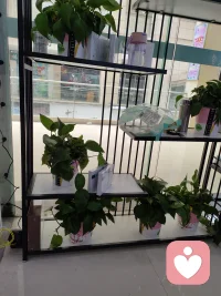 1. 几盆绿萝，一方暖阳，一个能让你卸下所有防备的小角落。在这里，不必逞强，不必迎合，你的心事，我和这些安静生长的绿植一起，认真听。配图