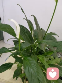2. 风穿过叶片的轻响，和我倾听的心跳一样温柔。这里没有评判，没有催促，只有被绿意包裹的松弛，和愿意接住你所有情绪的耳朵。配图