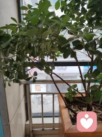 很多时候，我们都像这棵大叶黄杨，外表看着枝叶繁茂，只有自己知道，也曾经历过枝干的枯寂与挣扎。
但没关系，你不用一直撑着。
我是你的倾听师，今天也在这里，不催你坚强，只陪你把心事慢慢说透。早安。
 
#早安 #情绪疗愈 #倾听师配图