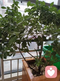 很多时候，我们都像这棵大叶黄杨，外表看着枝叶繁茂，只有自己知道，也曾经历过枝干的枯寂与挣扎。
但没关系，你不用一直撑着。
我是你的倾听师，今天也在这里，不催你坚强，只陪你把心事慢慢说透。早安。
 
#早安 #情绪疗愈 #倾听师配图
