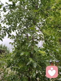 中午的风，吹过枣树的叶子，沙沙的，像有人在轻声回应。它不催，也不打断，只是安安静静地站着，给路过的人留一片阴凉。
 
我也想做这样的存在。如果你此刻心里有点乱，有点累，不如停下来歇一歇，把那些没处说的话，慢慢讲给我听。配图