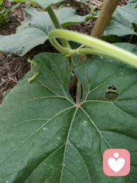 早安呀。
你看这藤蔓，不管遇到什么风，都顺着支撑慢慢向上生长，不慌不忙，稳稳扎根。
就像我们的生活，难免有拉扯、有纠结，但只要不放弃生长的力气，总能慢慢理顺方向，长出属于自己的模样。
新的一天，别着急，也别逼自己一下子变好。如果你心里也有像藤蔓一样理不清的情绪，我在这里，陪你慢慢捋顺。