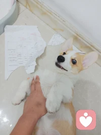 养狗也许是治疗心理创伤的一大方式，前提是他不欠揍。配图