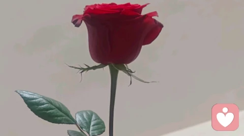 做你的匿名树洞，永远在线
