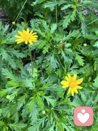 不与百花争艳，只做自己的太阳。日子普通，但也要活得热气腾腾配图