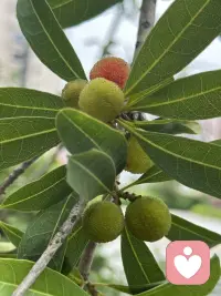 夏意渐浓，杨梅初红，静待一口酸甜配图