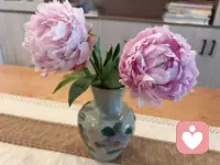 偶遇一束芍药，熬过漫长孕育，才拥雍容繁花，脚踏实地，日子自会向阳而生。🌸