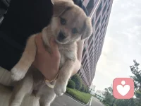 狗儿这个萌