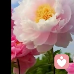 惠龄的头像