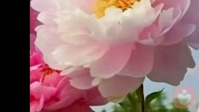 惠龄