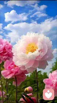 牡丹花太美了，专门有一首歌是赞颂牡丹花的，还有牡丹江的名字，手机屏幕设置牡丹花会有好运发生，喜欢牡丹花的拿去吧