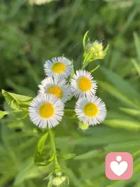 开心快乐每一天，好看的花，欣赏一下配图