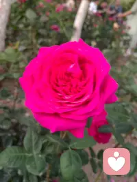 好美的花呀，看着就开心，生活中处处都是美好的风景，随拍一下，照亮你我她