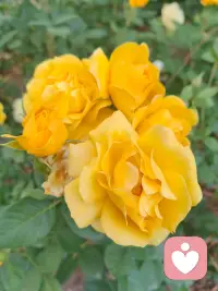 好美的花呀，看着就开心，生活中处处都是美好的风景，随拍一下，照亮你我她
