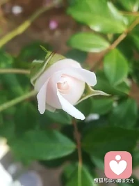  生活越来越压抑，一个人站在悲催的风里，你变得越来越不像自己。逼着你向前走的，并不是前方梦想的微弱光芒，只是身后现实的深渊万丈。