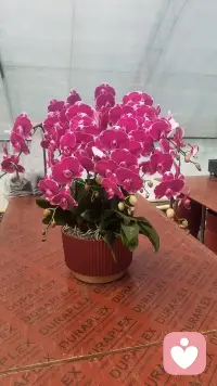 盛开的鲜花看着心情就好，每一次情绪低落的时候就看看花，做自己喜欢的事情，生活就是苦乐参半，保持好心态，开心快乐每一天