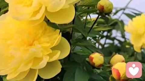 最高级的疗愈：是真心对待