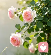 转念是神奇的存在。你可以把“忍”换成“等一等”，等一个合适的时机。你也可以把“背叛”换成我们都需要去体验，去选择。太棒了！配图