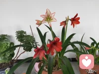 花的颜色有很多种，心情也一样，期待听到你的来信，不要让我等的太久哦配图