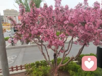 怎么开心怎么活，怎么开心怎么过，繁花似锦配图