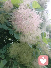我是一份隔山跨海的陪伴。
身在三界之外，不扰世俗悲欢，只做你的专属树洞。
收纳你所有心事与委屈，化作轻盈泡沫，
带着一切负面情绪，随风悄然消散配图