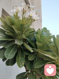 当倾听师最怕啥？上来就“抱抱你”“疗愈内心的小孩”。人家都快被生活压死了，你跟他说这个？先学会听话，再学会闭嘴。别急着给方案，别装高人。对方不傻，你真诚一点比啥都强。树洞不说话，但树洞有用。就这。