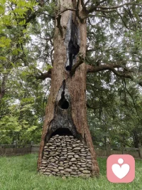 无为寺偶遇千年古树——唐杉🌳🌳
无敌喜欢，古树旁睡了一下午，哈哈哈🙏🙏配图