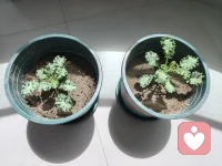 好久好久好久没打芝麻糊了😍😍

​今儿终于想喝它了，还想要甜甜的，加了一把桂圆干。不过淘宝买的桂圆干品质不够位，没有从表姐家拿的正味。等7、8月咯，新鲜桂圆干出来了再囤货。
​
​在饮食中加入生食。生花生🥜、生瓜子，也吃得很满足😋😋
​
​大理·实现羽衣甘蓝自由，不是梦😘😘
​看看那两小宝，希望大大的，哇🌱🌱
​很快，就可以羽衣甘蓝蔬果昔啦😜😜
​
​关于吃。吃什么、怎么吃，完全取决于自己想要什么样的身体。
​
​生食，能量直接供养身体。熟食，身体需要额外花能量去消化、吸收。
​
​生食(果食、蔬果昔)，素食，身体更轻盈，更容易接收高维智慧；
​熟食，特别是肉食，吃完身体昏睡、沉重，那是下沉的，觉知力被拉低……
​
​每个人，身体体质很不一样。根据自己身体当下的情况来吃，最为智慧🌟🌟配图