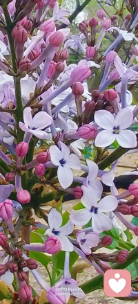 🌻立夏的第一条祝福，我想送给你。愿你放 “夏” 烦恼、卸 “夏” 疲惫，在接 “夏” 来的日子里，快乐不止一 “夏”、好运不止一 “夏”，平安不止一 “夏”、幸福更是不止一 “夏”；希望这个夏天，一切美好都会如期而至🍀配图