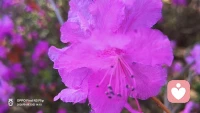🌻立夏的第一条祝福，我想送给你。愿你放 “夏” 烦恼、卸 “夏” 疲惫，在接 “夏” 来的日子里，快乐不止一 “夏”、好运不止一 “夏”，平安不止一 “夏”、幸福更是不止一 “夏”；希望这个夏天，一切美好都会如期而至🍀配图