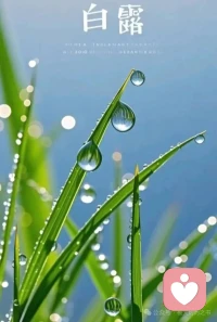 白露在二十四节气里最像女子的名字,温婉雅致，充满诗意，念在口中，齿间便生了清凉。白露也是二十四节气里最沉得住气的一个，悄悄地来，在草尖上、在蛛网间、在晾了一夜的搪瓷盆沿上，留下细细碎碎的白，让人在不知不觉中，走过四季。