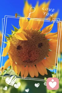 🌻
❤️好喜欢向日葵。
不纠结阴影，不害怕风雨，
就安安静静向着太阳生长。
我也想活成这般模样，心里自带一束光，
不必等别人来照亮。
慢慢放下执念，卸下沉重，活的松弛坦荡，自由自在。
生活有苦有甜，往后，温柔自愈，向阳而行🌞