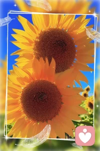 🌻
❤️好喜欢向日葵。
不纠结阴影，不害怕风雨，
就安安静静向着太阳生长。
我也想活成这般模样，心里自带一束光，
不必等别人来照亮。
慢慢放下执念，卸下沉重，活的松弛坦荡，自由自在。
生活有苦有甜，往后，温柔自愈，向阳而行🌞