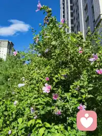 美好的一天，从清晨开始