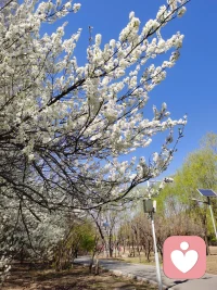 花都在努力绽放着，我们又何必苦恼呢配图