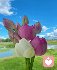 过去已过，
因已种。
未来正来，
果待成。

望旦十五，
普愿吉祥。